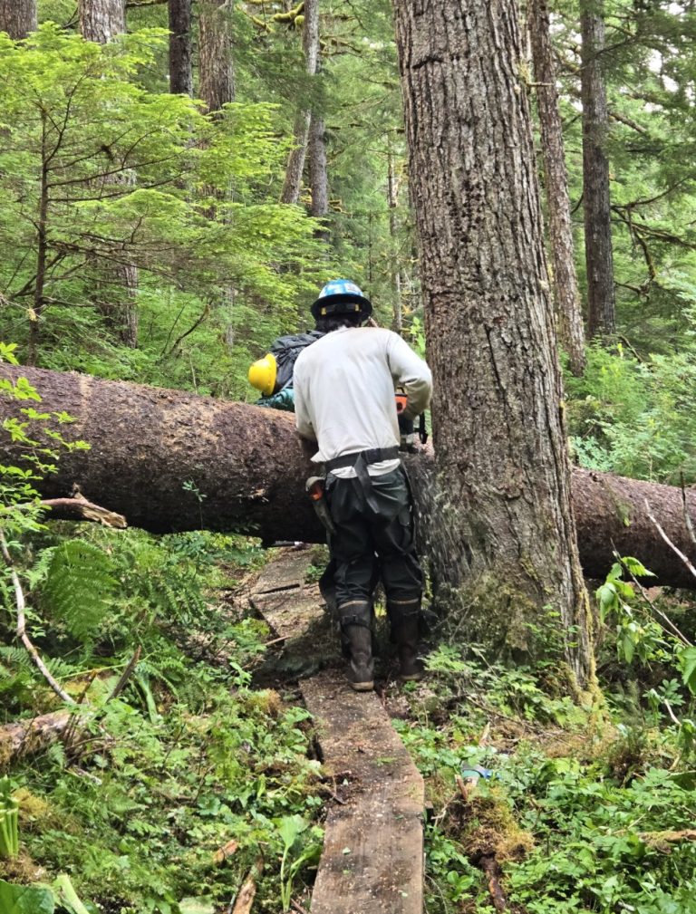 Gov. Dunleavy signs agreement to boost young-growth timber, reforestation in Tongass