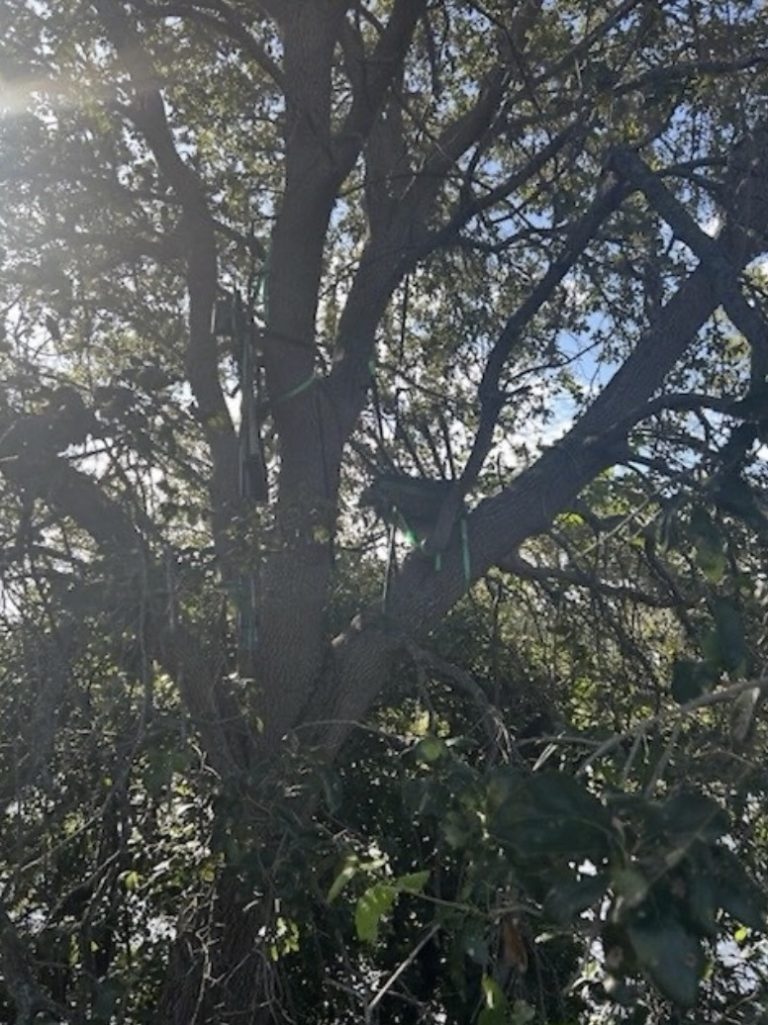 Trump using portable stairs after hunting stand found in tree within sight of Air Force One