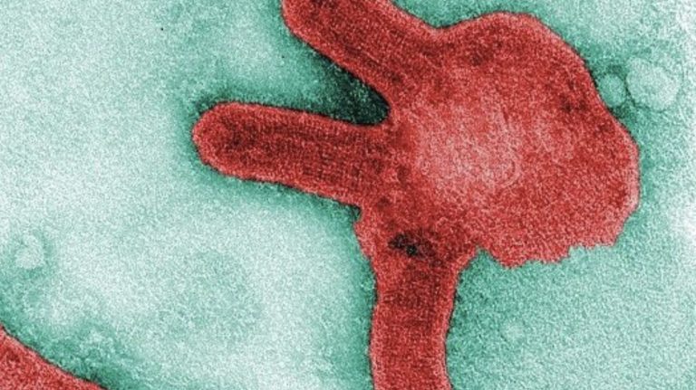Linda Boyle: The sky Is not falling, but panic is rising over Marburg virus