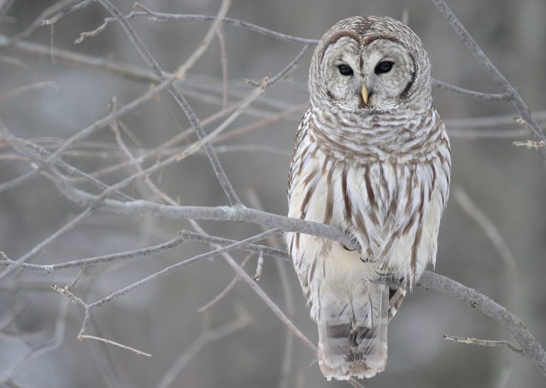 US Fish and Wildlife’s DEI program for owls is a hoot – not for barred owls, however