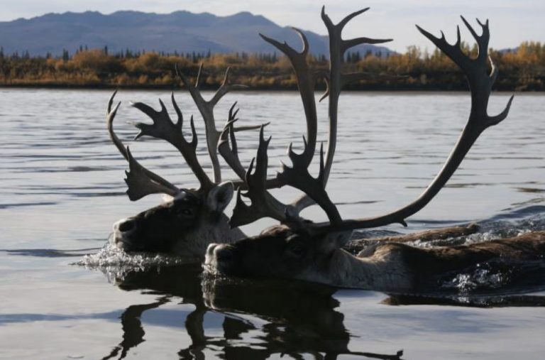 Wayne Heimer: Stumbling into the federal subsistence industry ‘elephant’