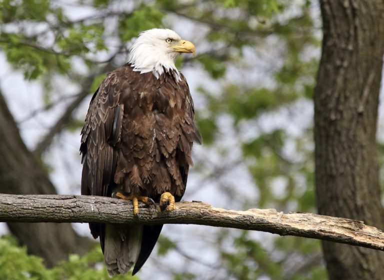 Anchorage Assembly to consider ban on feeding wildlife, fines for violations