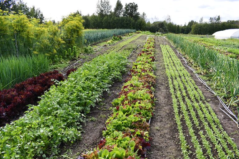 Barbara Haney: Why we need Senate Bill 200 to strengthen local farming